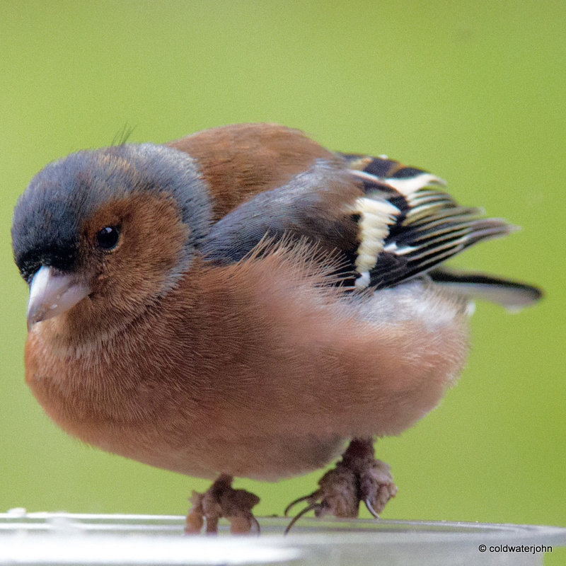 Chaffinch affected with Fringilla Papilloma Virus