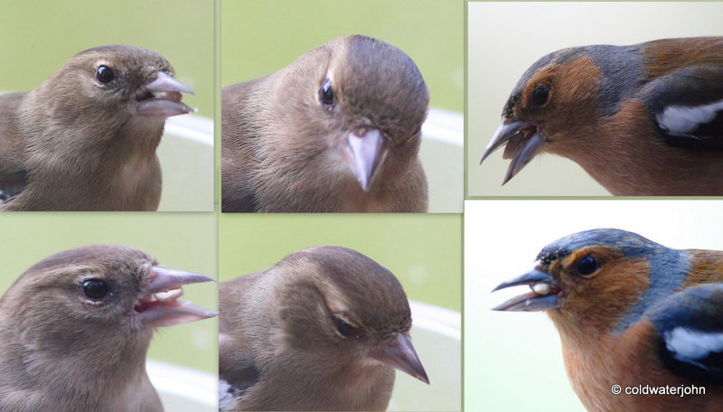 Chaffinch Head Studies