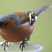 Chaffinch close-ups