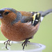 Chaffinch close-ups