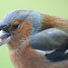 Chaffinch close-ups