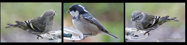 Coaltit with siskins 6494142295 o