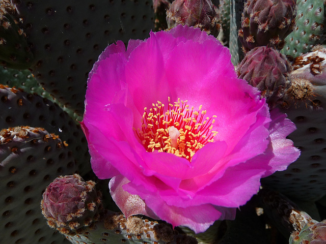Cactus Flower (3770)