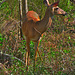 Corkscrew Swamp Audabon Reserve Deer