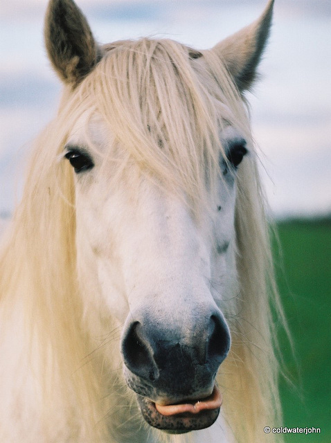 Can you do this with your tongue? Highland pony - champion.