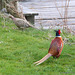 Cock Pheasant with one of four wives!