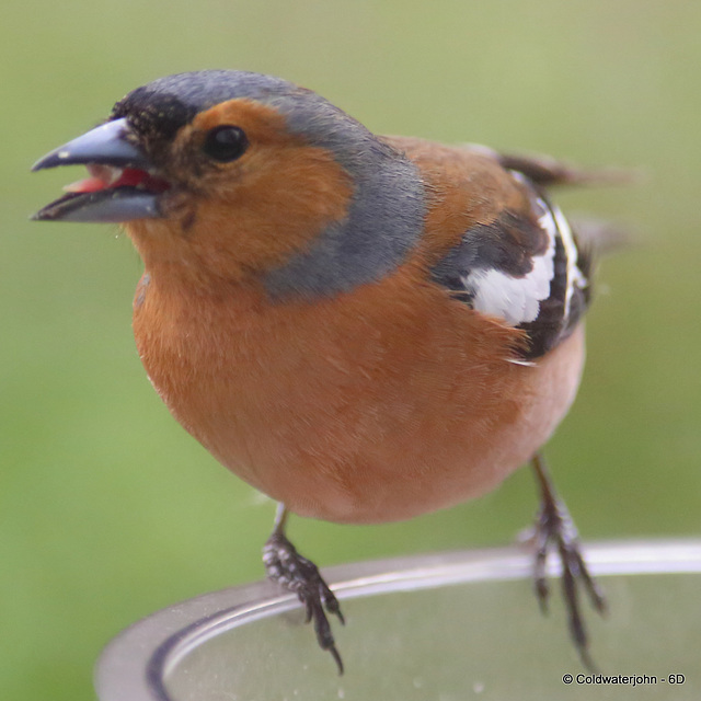 Chaffinch