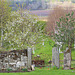 Cherry trees beginning to blossom