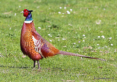 Cock Pheasant - Profiles Preferred
