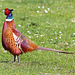 Cock Pheasant - Profiles Preferred