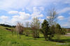 Cherry trees and summer sunshine