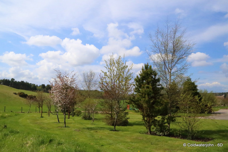 Cherry trees and summer sunshine