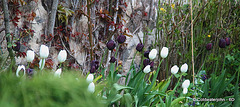 Courtyard Garden on a rainy afternoon