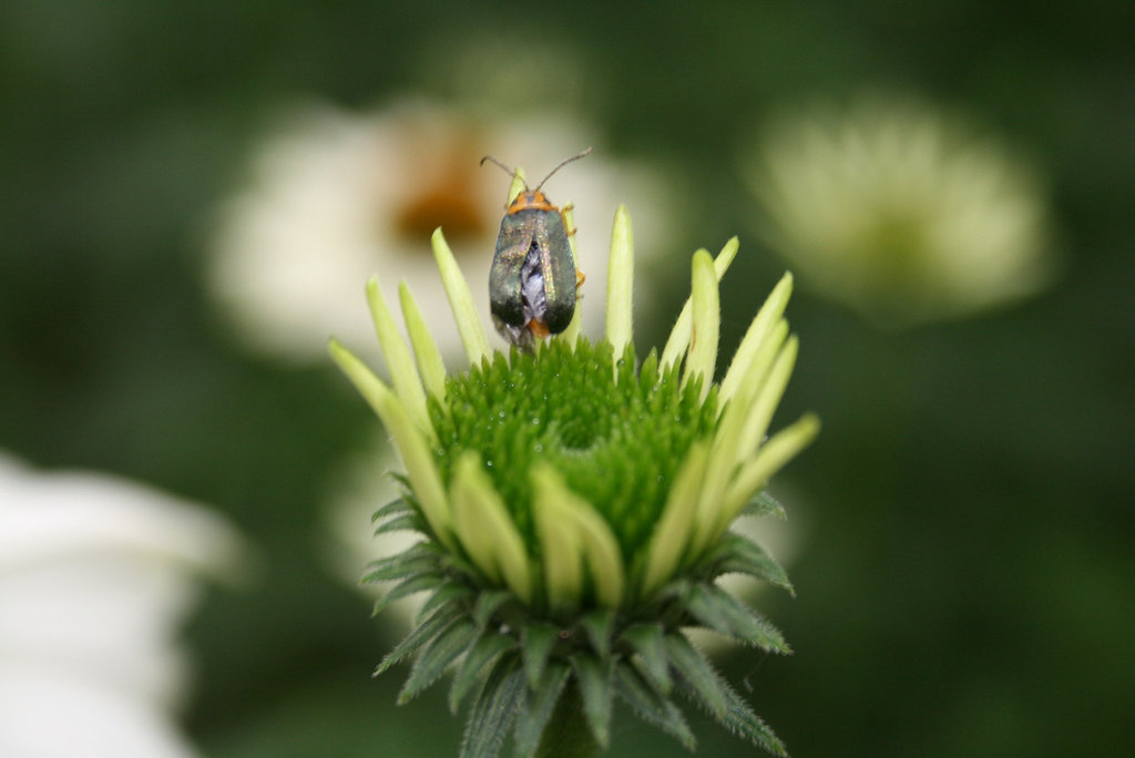 Spring, beetles, flowers, etc...