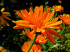 Ringelblume - Calendula - Souci