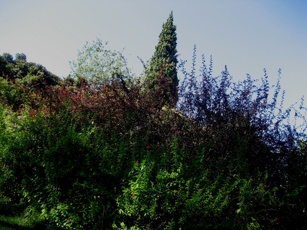 Lisboa, Garden of Foundation Calouste Gulbenkian, a vegetal obelisk (4)