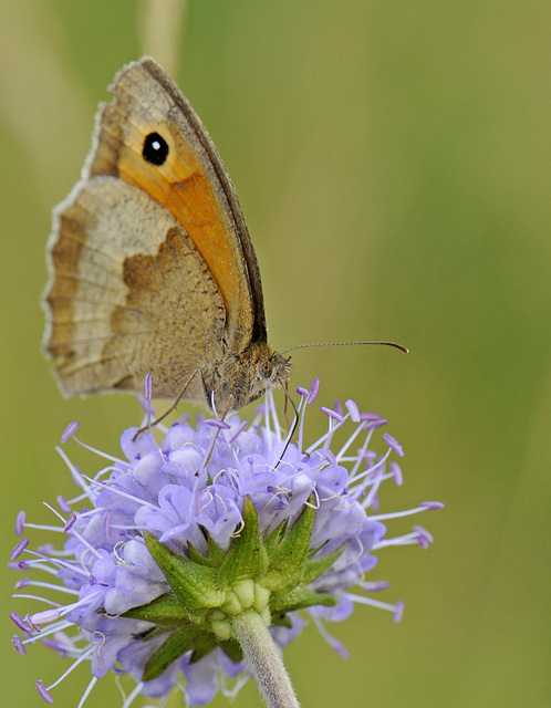 Schmetterling - Großes Ochsenauge