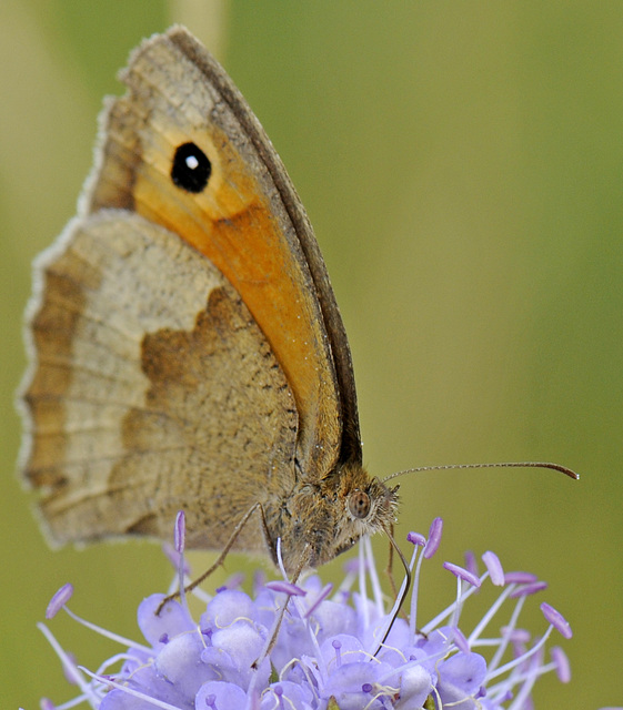 Schmetterling - Großes Ochsenauge