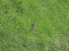 Orchis mascula - Orchis mâle (2)