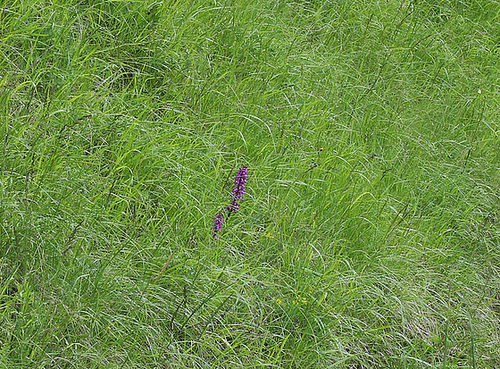 Orchis mascula - Orchis mâle (2)
