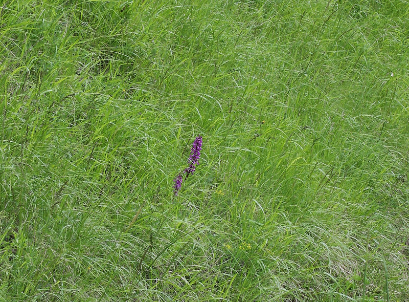 Orchis mascula - Orchis mâle (2)