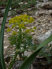 20130509 Fee Mt Baudile (30) Ledge