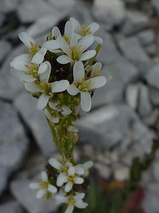 20130509 Fee Mt Baudile (52) ledge