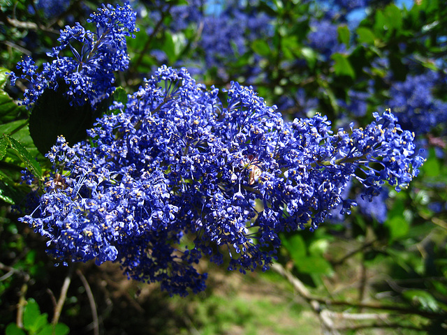 California Lilac (2286)