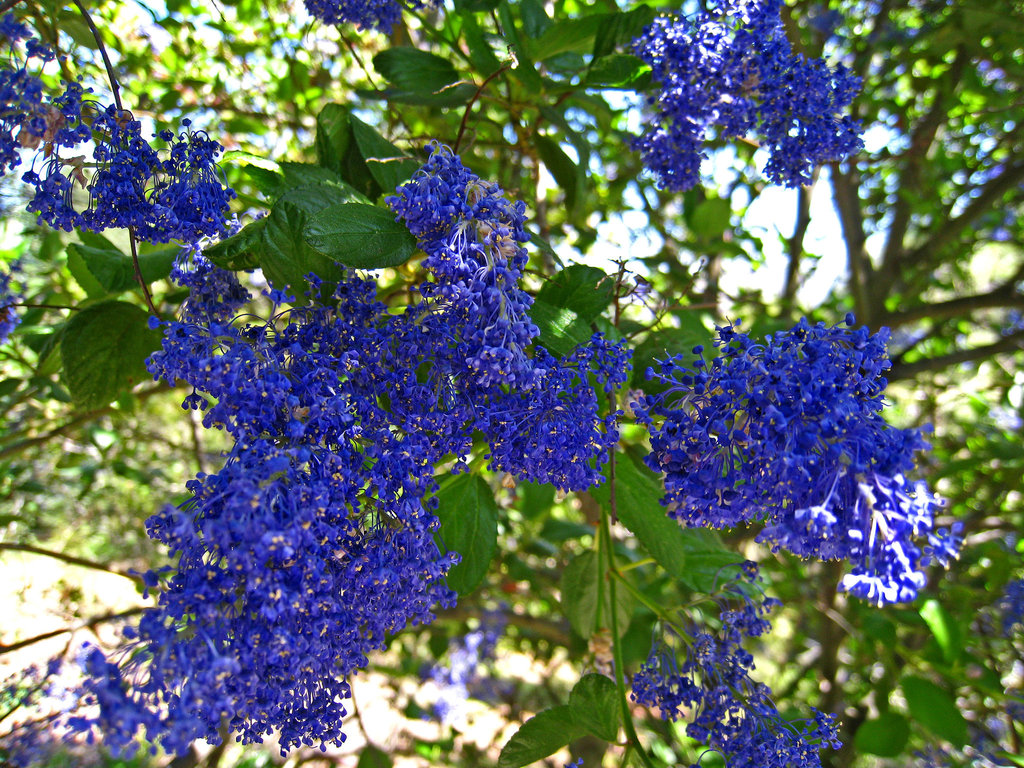 California Lilac (2289)