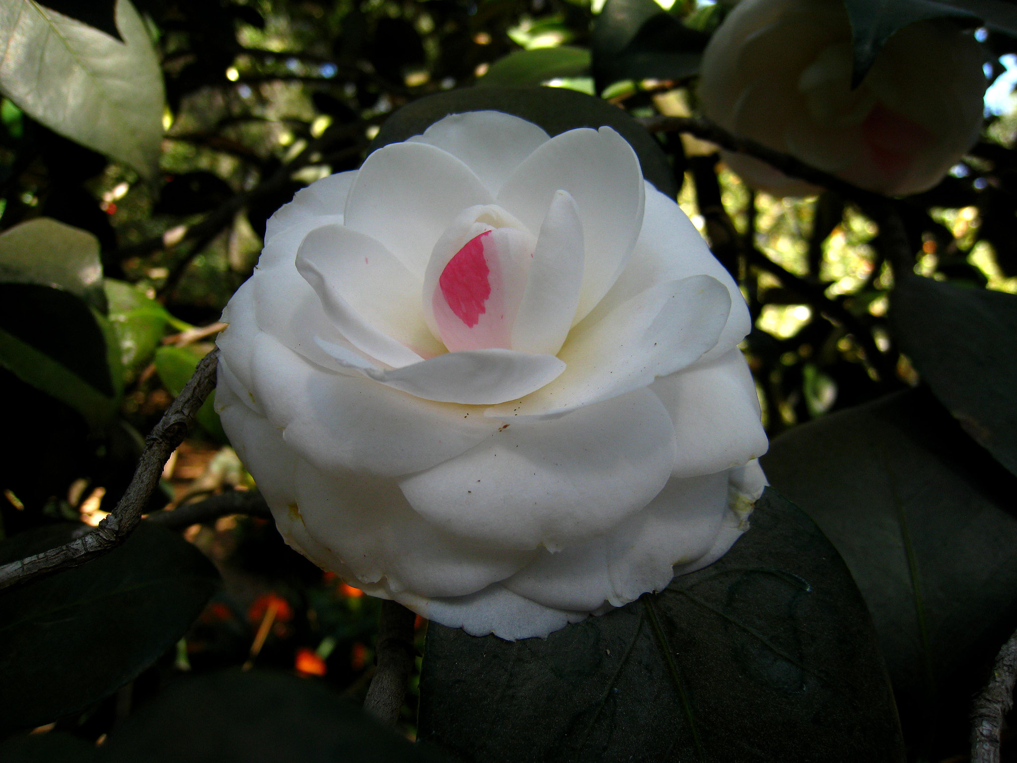 Descanso Garden (2306)