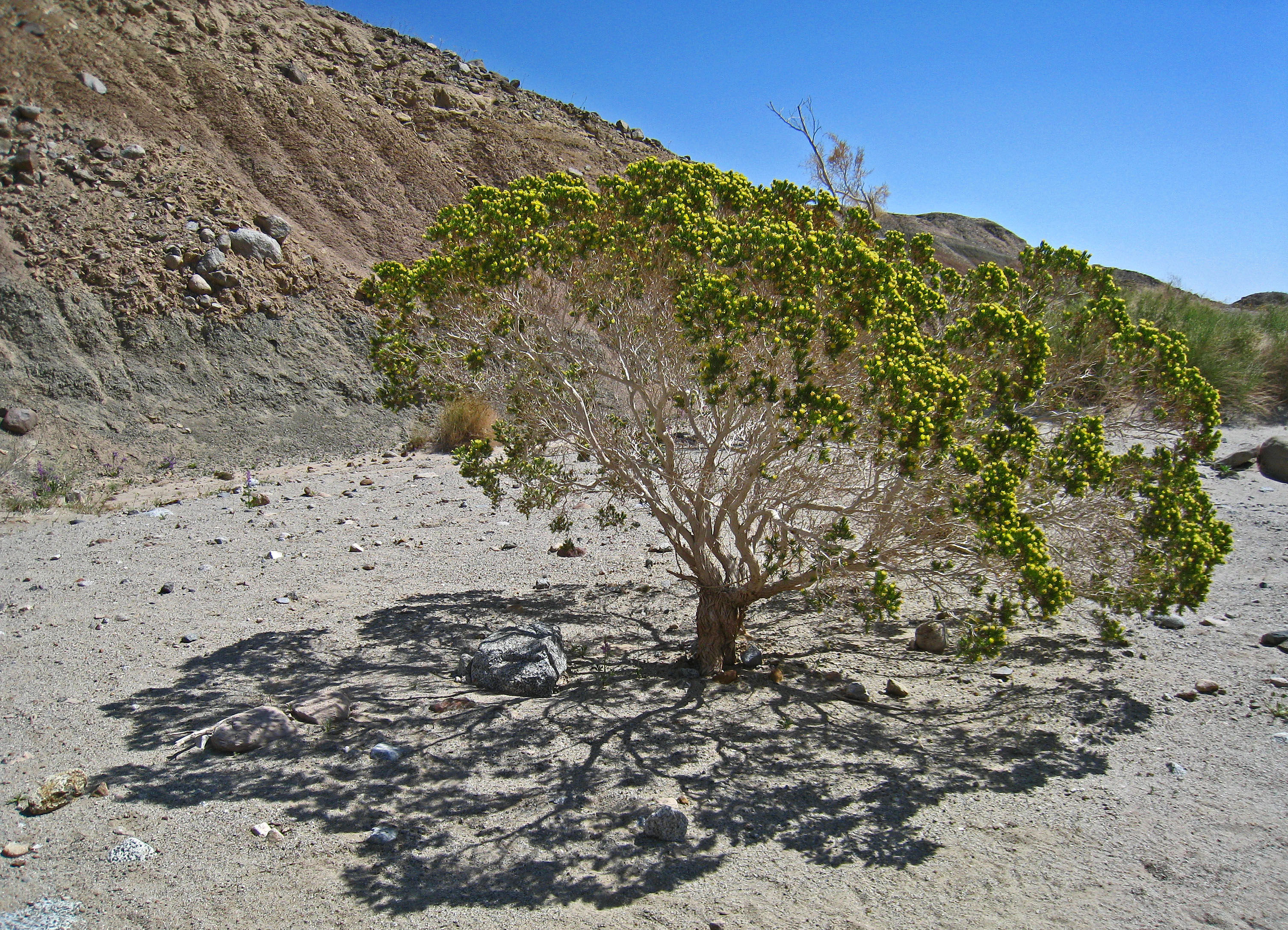 Desert Cedar (2174)