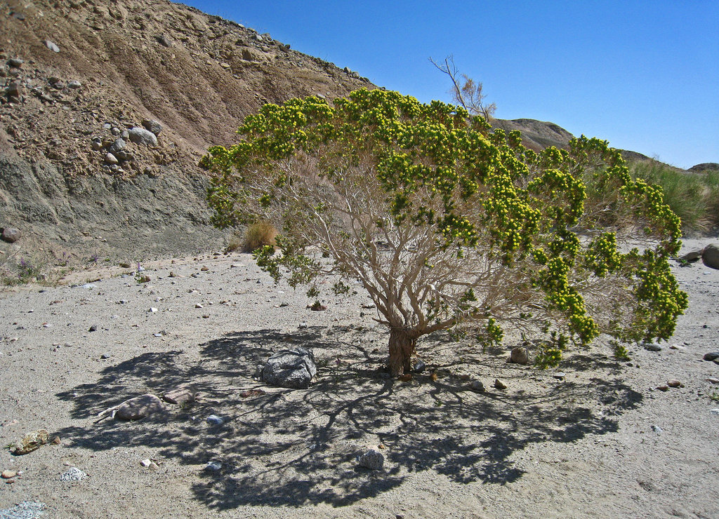 Desert Cedar (2174)