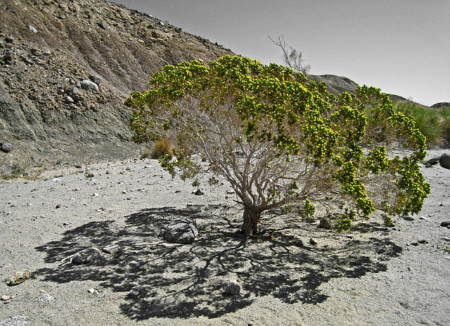 Desert Cedar (2174A)