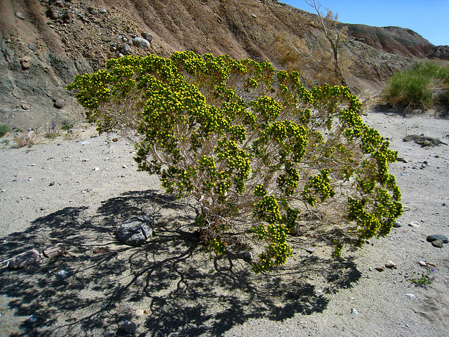 Desert Cedar (2175)