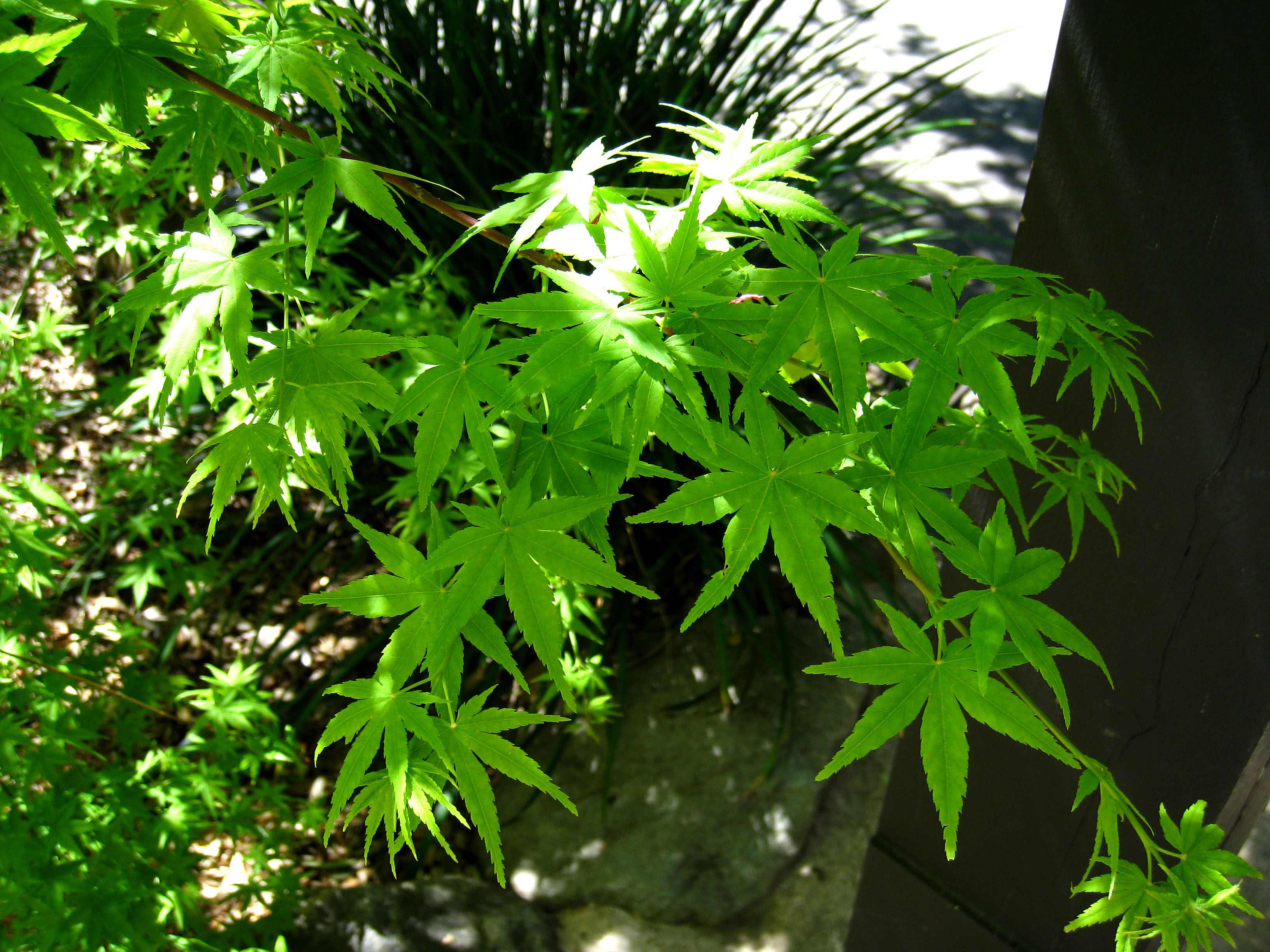 Descanso Garden (2318)