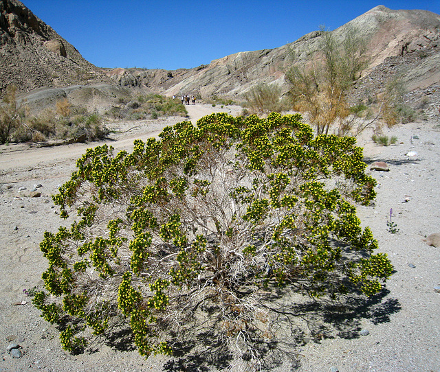 Desert Cedar (2176)