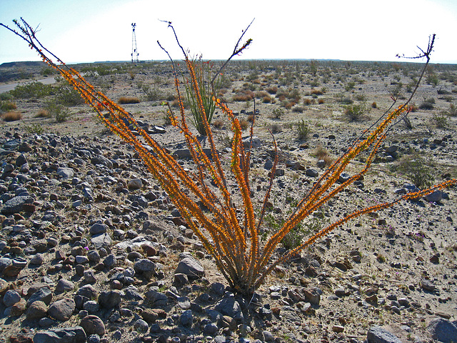 Ocotillo (2137)