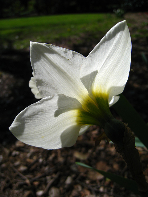 Descanso Gardens (2205)