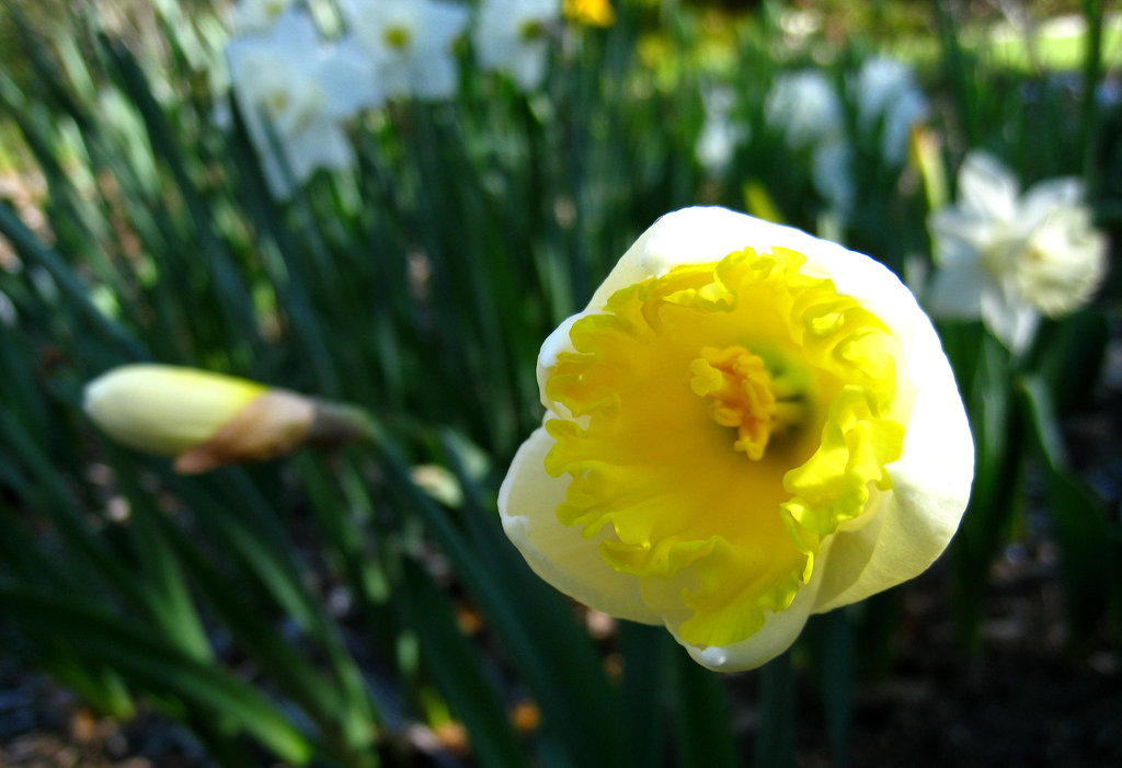 Descanso Gardens (2209)