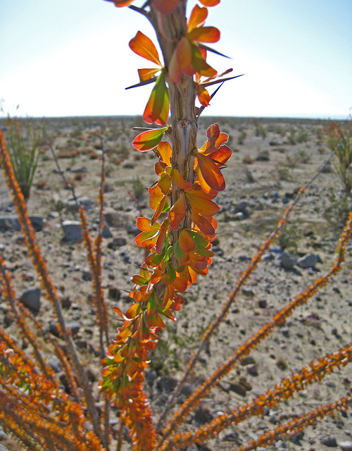 Ocotillo (2139)