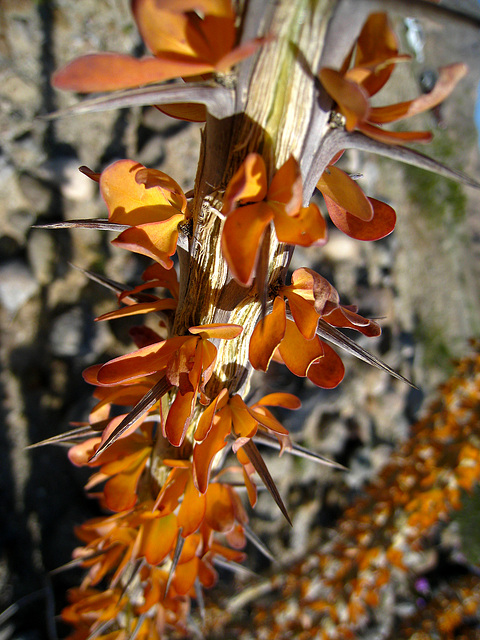 Ocotillo (2140)