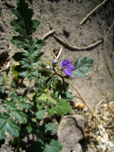 Phacelia (2167)