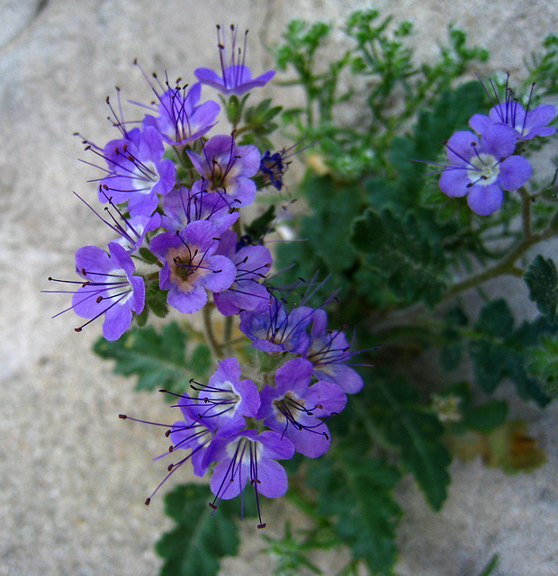 Phacelia (2168)