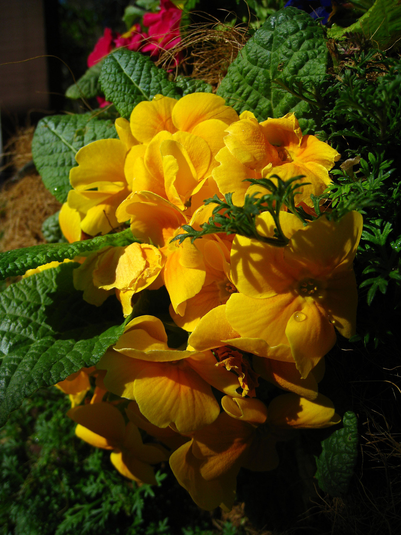 Descanso Gardens (2217)