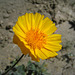 Yellow Flower (2178)