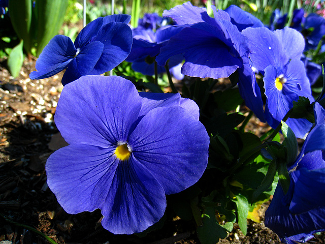 Pansy (2198)