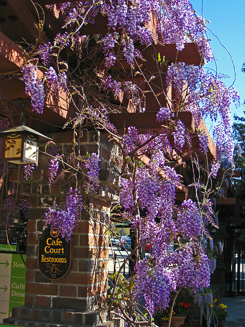 Wisteria (2214)