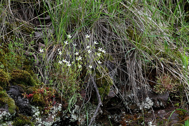 Saxifraga hypnoïdes -fragosoi