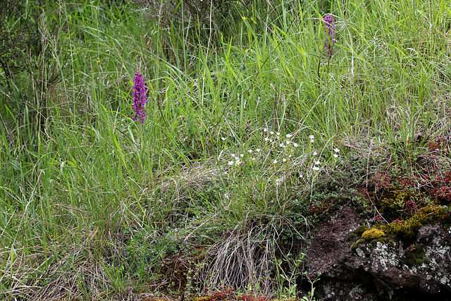 Orchis mascula - Orchis mâle (4)