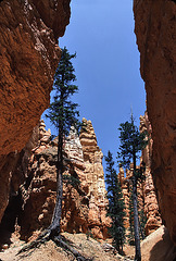 Trees in the canyon